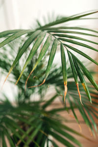 Close-up of palm tree leaves