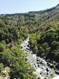 Scenic view of forest against clear sky