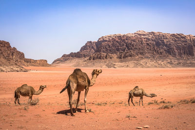 Horses in a desert