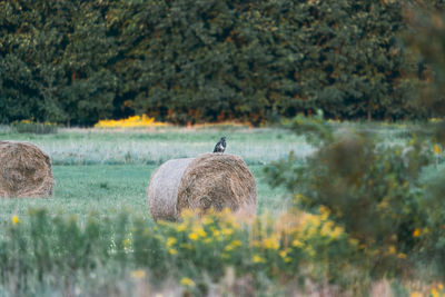 Hay bales on field