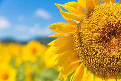 Close-up of yellow flowering plant