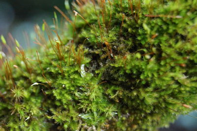 Close-up of fresh green plants