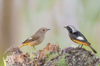 Close-up of bird perching on branch