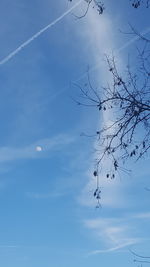 Birds flying against blue sky