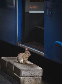 Cat looking through window