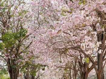 Low angle view of cherry blossoms