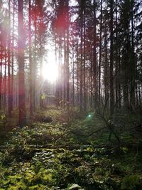 Sunlight streaming through trees in forest