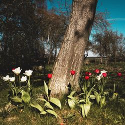 View of flowering plants on field