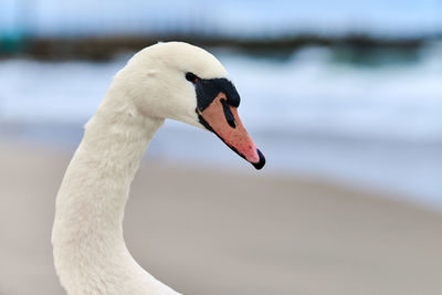 Portrait of large white mute swan next to baltic sea, macro. close up photo of swan head