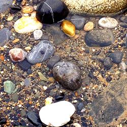 Close-up of seashells on pebbles