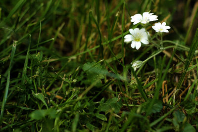 Close-up of white flowering plants on field