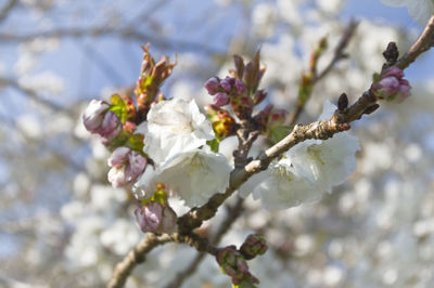 Close-up of cherry blossoms