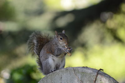 Close-up of squirrel on gravestone
