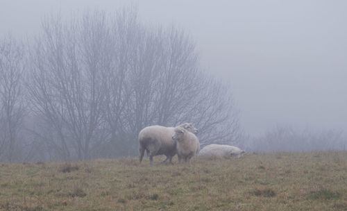 Horses in a field