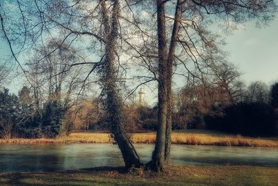 Bare trees by lake in forest against sky