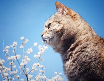 Close-up of cat