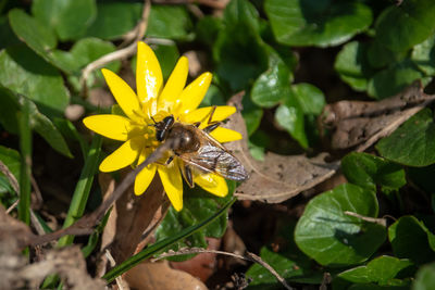 Bee pollinating flower