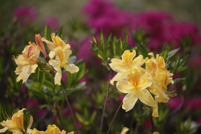 Close-up of yellow flowering plants