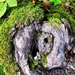 High angle view of moss growing on tree stump