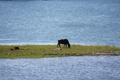 Mammal grazing on grassy field amidst lake