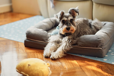 Portrait of dog relaxing on sofa at home