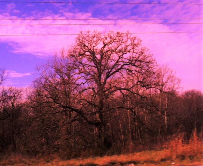 BARE TREES ON LANDSCAPE AGAINST SKY