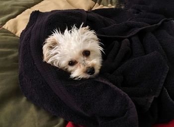 Close-up portrait of cute puppy