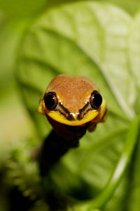 Close-up portrait of frog