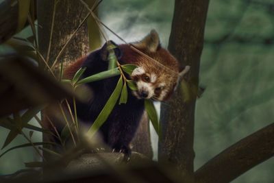 Close-up of cat on branch