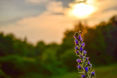 Close-up of lavender on field