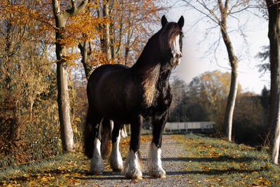 Horse standing on field during autumn