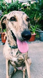 Close-up of dog sticking out tongue