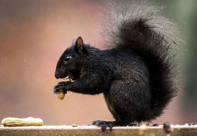 Close-up of black squirrel eating peanuts