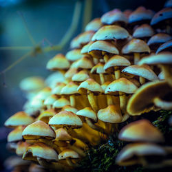 Close-up of mushrooms growing on land