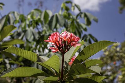 Close-up of red flowering plant