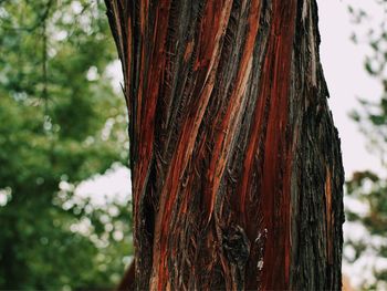 Close-up of tree trunk