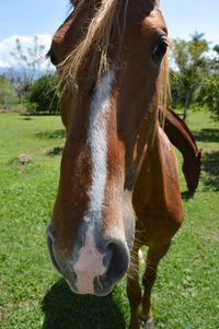 Close-up of horse standing on field against sky