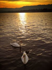 Swan swimming in lake at sunset