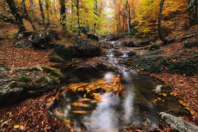 Stream flowing through rocks in forest