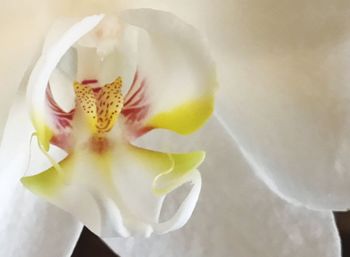 Close-up of white flower blooming outdoors