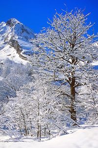 Frozen tree in forest against clear blue sky