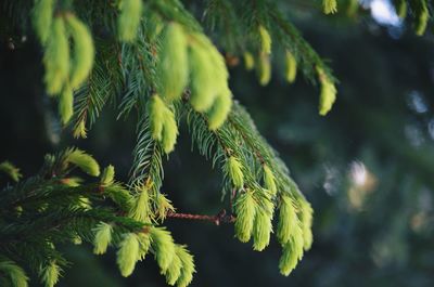 Close-up of pine tree branch