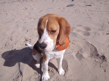 High angle portrait of dog on sand at beach