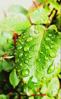 Close-up of wet plant