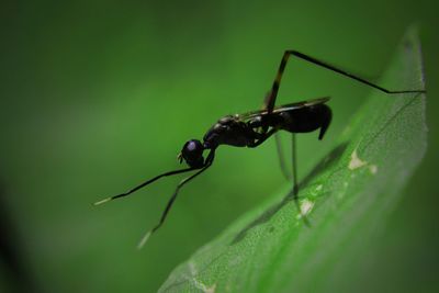 Close-up of insect on leaf