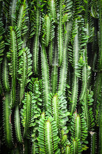 Full frame shot of succulent plant 