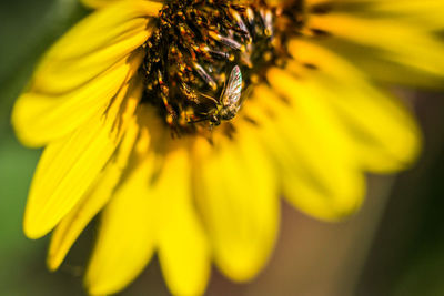 Close-up of insect pollinating on yellow flower