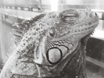 Close-up of animal head