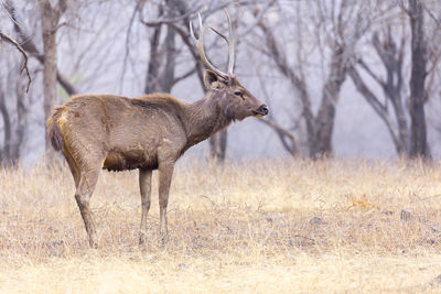 Side view of deer standing on field