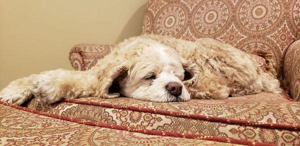 Dog sleeping on sofa at home